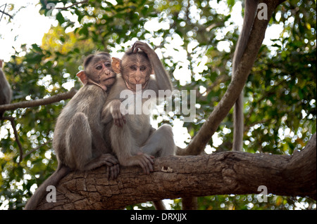 Monkeys along the roadside in Sanjay Gandhi National Park, Borivalli, Maharashtra, Mumbai. Stock Photo