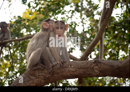 Monkeys along the roadside in Sanjay Gandhi National Park, Borivalli, Maharashtra, Mumbai. Stock Photo