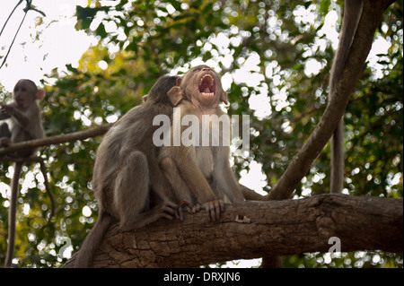 Monkeys along the roadside in Sanjay Gandhi National Park, Borivalli, Maharashtra, Mumbai. Stock Photo