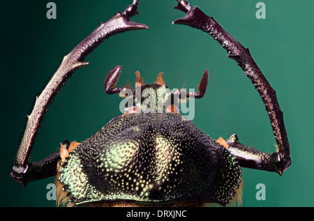 Cheirotonus hi-res stock photography and images - Alamy