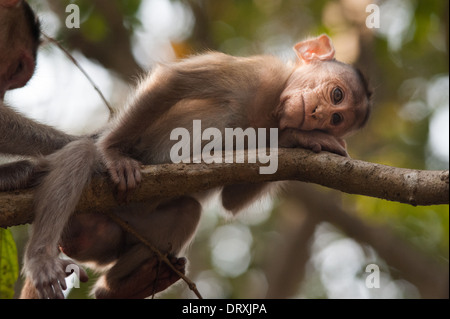 Monkeys along the roadside in Sanjay Gandhi National Park, Borivalli, Maharashtra, Mumbai. Stock Photo