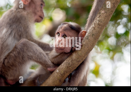 Monkeys along the roadside in Sanjay Gandhi National Park, Borivalli, Maharashtra, Mumbai. Stock Photo