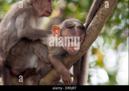 Monkeys along the roadside in Sanjay Gandhi National Park, Borivalli, Maharashtra, Mumbai. Stock Photo