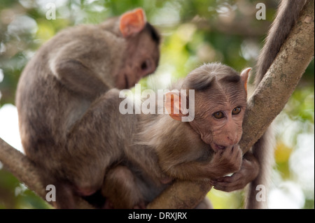 Monkeys along the roadside in Sanjay Gandhi National Park, Borivalli, Maharashtra, Mumbai. Stock Photo