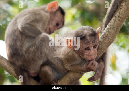 Monkeys along the roadside in Sanjay Gandhi National Park, Borivalli, Maharashtra, Mumbai. Stock Photo