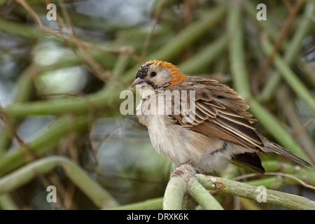 Speckle-fronted Weaver (Sporopipes frontalis ssp. emini), Olduvai Gorge Stock Photo