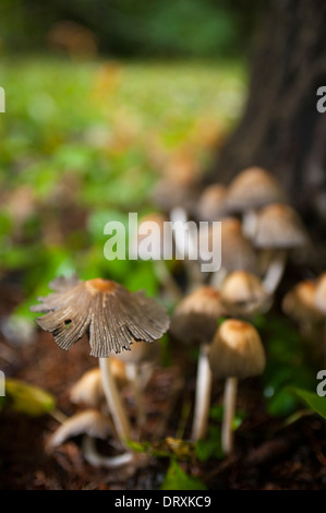 Wild mushrooms growing on the forest floor. Stock Photo