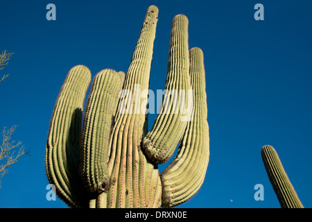 Arizona, Tucson, Saguaro National Park. Giant Saguaro cactus (Carnegiea gigantea).