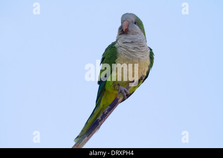 Monk Parakeet (Myiopsitta monachus) perched on a branch Stock Photo