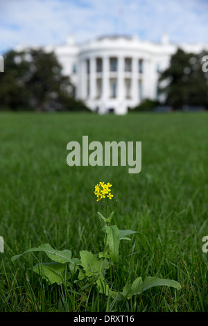 A weed grows on the South Lawn of the White House as the gardens were neglected during a 16-day federal government shutdown October 17, 2013 in Washington, DC. Stock Photo
