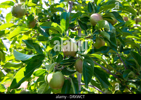 Apple orchard in Northern Italy at Val Vonosta, Vinschgau Stock Photo