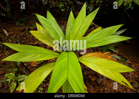 Beautiful plant in the premontane humid tropical rainforest in Burbayar nature reserve, Panama province, Republic of Panama Stock Photo