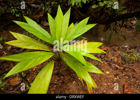 Beautiful plant in the premontane humid tropical rainforest in Burbayar nature reserve, Panama province, Republic of Panama Stock Photo