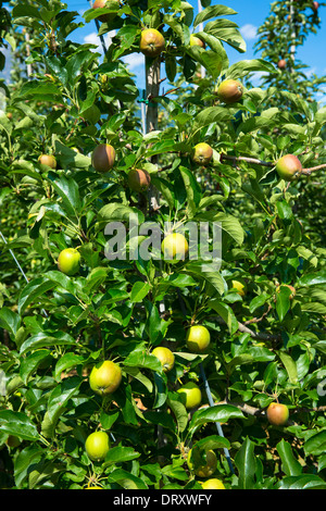 Apple orchard in Northern Italy at Val Vonosta, Vinschgau Stock Photo