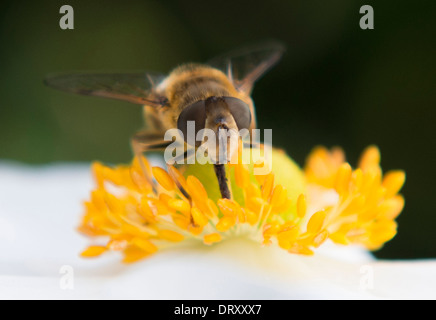 Horse Fly On Flower Stock Photo