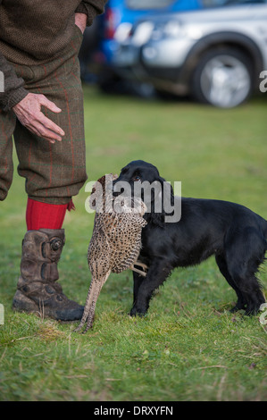 Black Cocker Spaniel retrieving Hen Pheasant Stock Photo