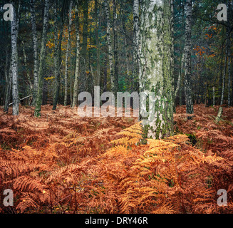 Late autumn Stock Photo