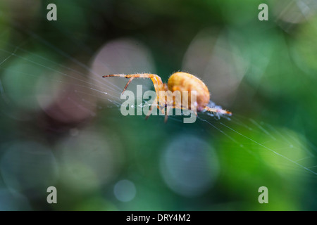 A yellow garden spider on it's web. Stock Photo