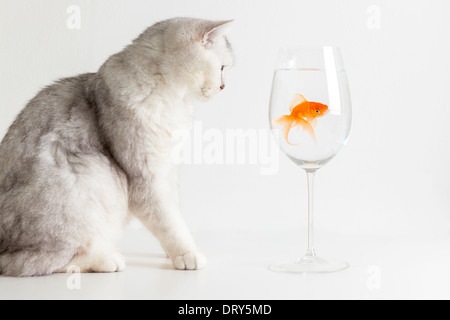White cat staring at goldfish Stock Photo