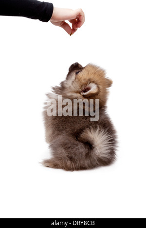 Feeding pomeranian puppy isolated on white background Stock Photo