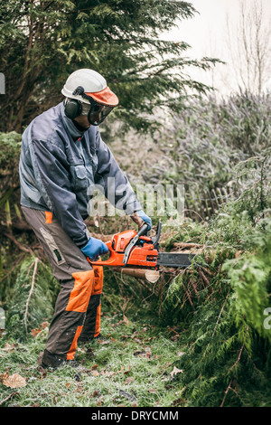 Professional gardener cutting tree with chainsaw. Stock Photo