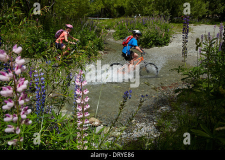 Mountain bikers crossing stream by Arrow River, by Arrow River Bridges Ride, Arrowtown, Otago, South Island, New Zealand Stock Photo
