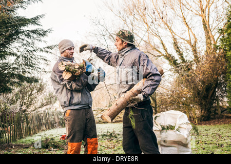 Professional gardeners pruning trees. Stock Photo