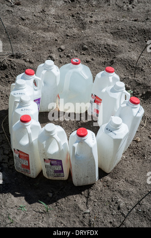 Used milk cartons are filled with water that heats up during the day and keeps the plants warm at night in a garden in Montana. Stock Photo