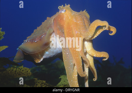 Giant Australian Cuttlefish (Sepia apama), Jervis Bay, New South Wales, Australia Stock Photo