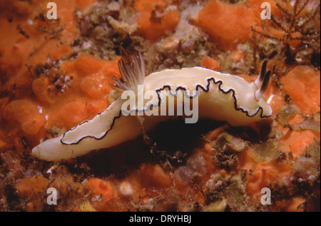 A nudibranch, Glossodoris atromarginata, photographed outside Sydney Harbour, Australia, just north of Macquarie Lighthouse. Stock Photo