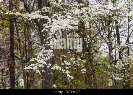 Dogwood trees in bloom in April in Callaway Gardens, Pine Mountain, Georgia. Stock Photo