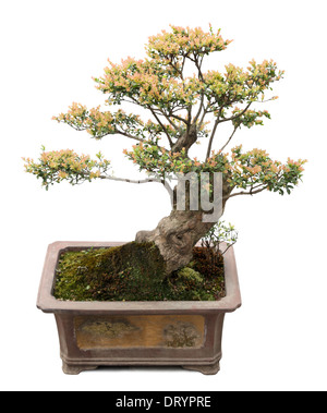 Very old chinese elm as bonsai tree Stock Photo - Alamy