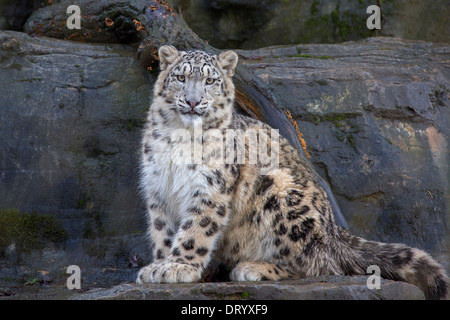 Snow Leopard cub 9 months old Stock Photo