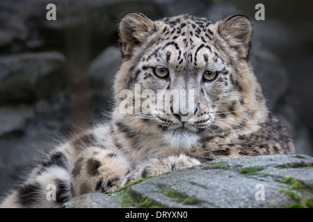 Snow Leopard cub 8.5 months old Stock Photo
