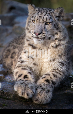 Snow Leopard cub 9 months old Stock Photo