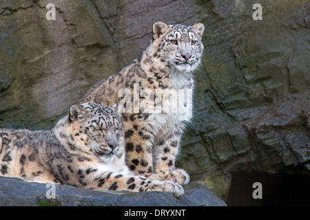 Snow Leopard with her 9 months old cub Stock Photo