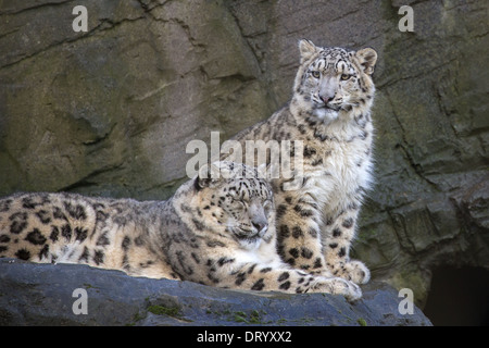 Snow Leopard with her 9 months old cub Stock Photo