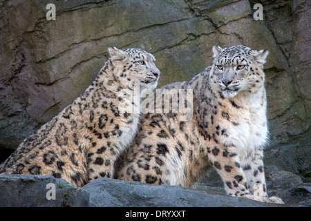 Snow Leopard with her 9 months old cub Stock Photo