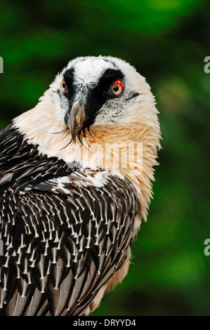 Bearded Vulture / Bartgeier / Laemmergeier ( Gypaetus barbatus ...