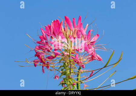 Spider Flower or Spider Plant  'Kirschkonigin' (Cleome spinosa, Cleome hassleriana, Tarenaya hassleriana) Stock Photo