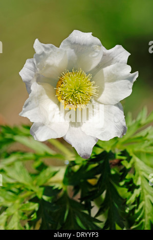 Alpine Pasque Flower or Alpine Anemone (Pulsatilla alpina), national park Berchtesgaden, Bavaria, Germany Stock Photo