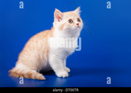 Creamy tabby scottish straight shorthair two months cat isolated on blue Stock Photo