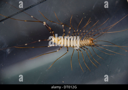 Long-Legged Centipede, Scutigera sp., Close up of individual, Danum Valley, Sabah, East Malaysia, Borneo Stock Photo