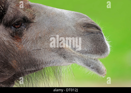 Two-humped Camel or Bactrian Camel  (Camelus ferus bactrianus, Camelus bactrianus bactrianus) Stock Photo