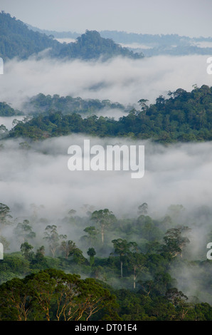 Low clouds covering valley, Danum Valley, Sabah, East Malaysia, Borneo Stock Photo