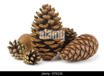 Group of various conifer cones isolated on white Stock Photo