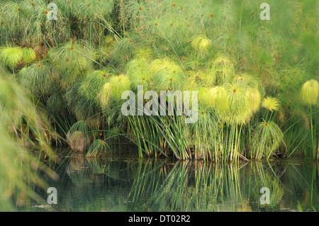 Egyptian Paper Plant in Fonte Ciane Natural Reserve, Sicily Stock Photo