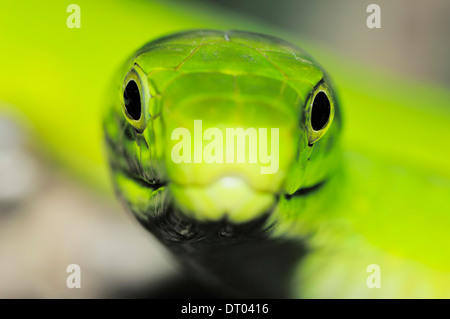 Eastern Green Mamba or Common Mamba (Dendroaspis angusticeps) Stock Photo