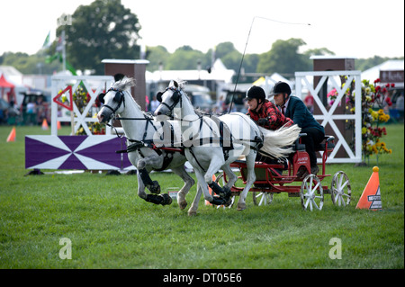 Determination and skill in the Double Harness Scurry Driving competition at the Edenbridge and Oxted Agricultural Show Surrey Stock Photo