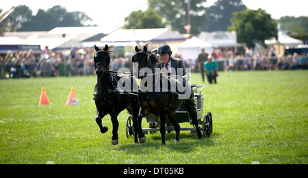 Competitors in the Double Harness Scurry Driving competition at the Edenbridge and Oxted Agricultural Show Surrey Stock Photo